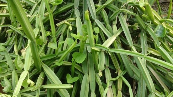 Organic's Herbs Pet-Sung-Kat for hemorrhoids. - Image 4